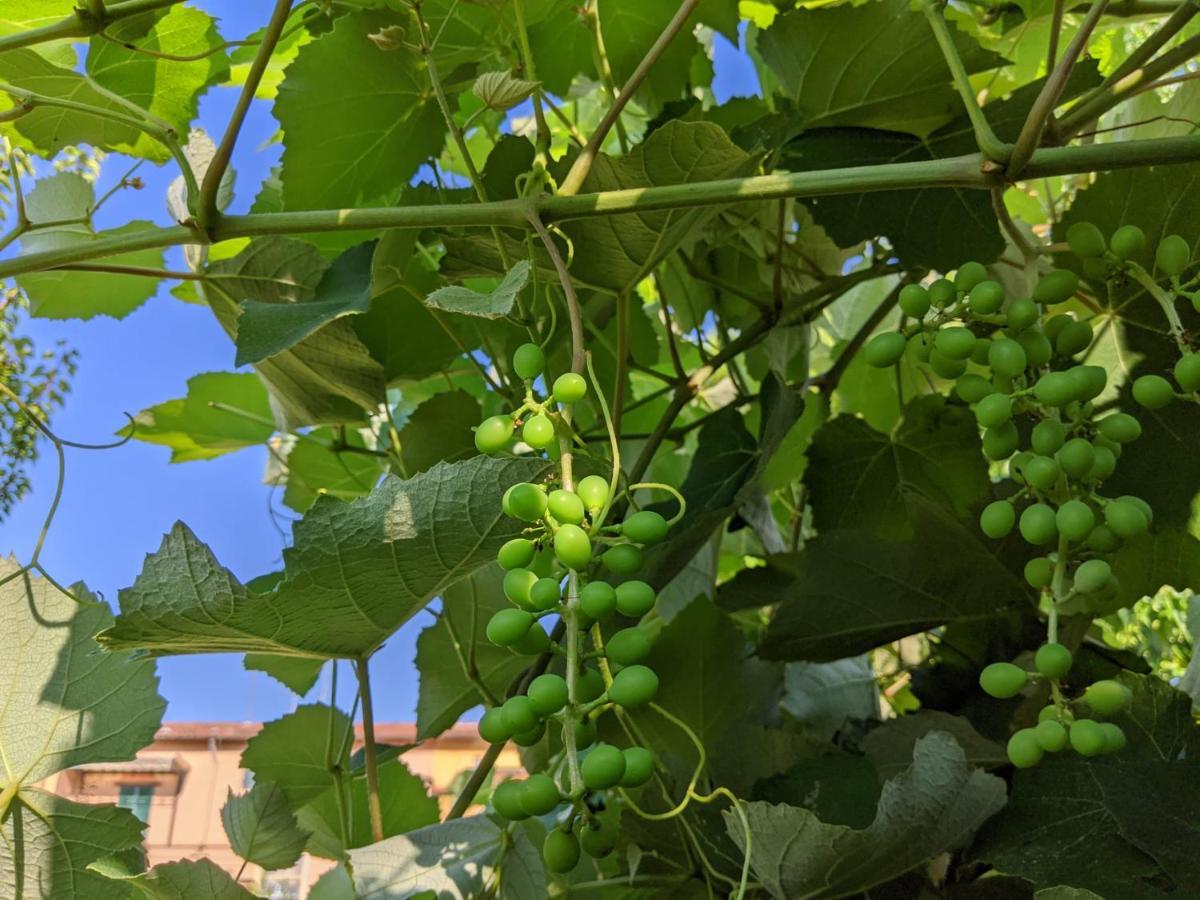 B&B Casa Marconi Πίζα Εξωτερικό φωτογραφία